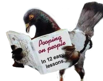 Pigeon reading a book on "How to Poop on People"